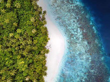 Maldives, Kolhumadulu Atoll, Aerial view of forested coastline of Kanimeedhoo island - KNTF06399