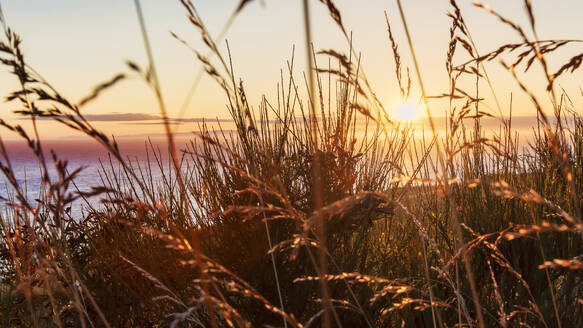 Sonnenuntergang über dem Meer durch Gras gesehen. - MINF16395