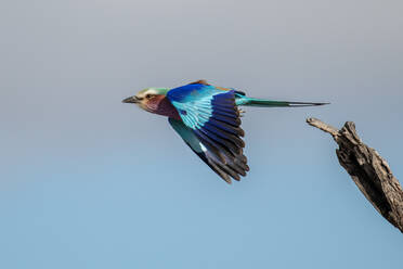 Vogel, Lila Brustwalze, Coracias caudatus, hebt im Flug ab - MINF16429