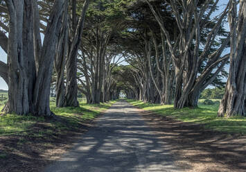 A line of cypress trees creating a tunnel along avenue. - MINF16448