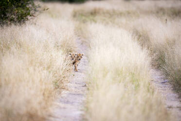 Zwei Löwenjunge, Panthera leo, schauen einen Feldweg durch langes gelbes Gras hinunter. - MINF16449