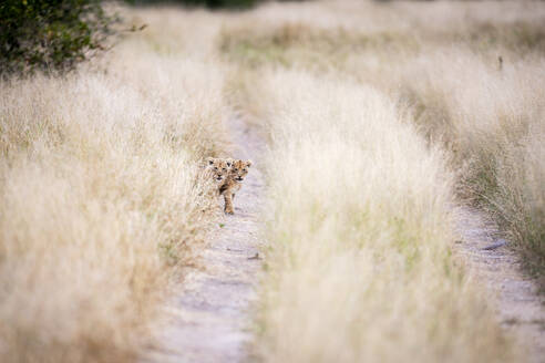 Two lion cubs, Panthera leo, look down a dirt track through long yellow grass. - MINF16449