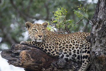 Ein weiblicher Leopard, Panthera pardus, liegt auf einem abgebrochenen Baumast. - MINF16450