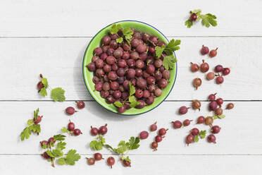 Schale mit frisch geernteten Stachelbeeren (Ribes uva-crispa) - GWF07182