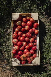 Kiste mit roten, frisch gepflückten Tomaten - ACPF01326