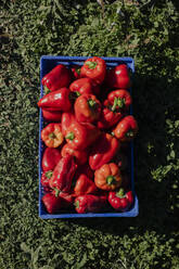 Crate of freshly picked red bell peppers - ACPF01327