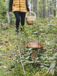 Pilz inmitten von Pflanzen im Wald - KNTF06433