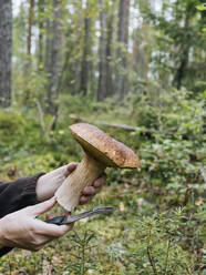 Frau mit Messer hält Steinpilz im Wald - KNTF06439