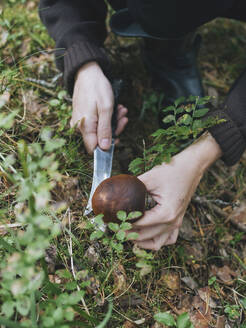 Frau schneidet frischen Pilz im Wald - KNTF06445