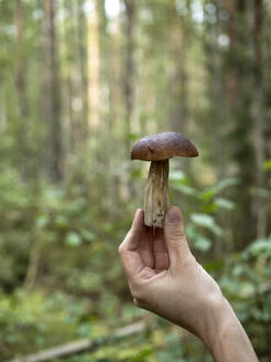 Frau hält Steinpilz im Wald - KNTF06447