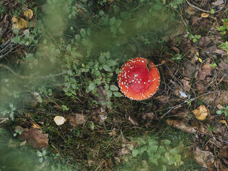 Fly agaric mushroom in forest - KNTF06448