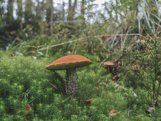 Boletus mushroom amidst plants in forest - KNTF06450