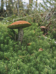 Leccinum Aurantiacum Pilz im Wald - KNTF06451