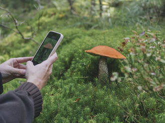 Woman photographing Leccinum Aurantiacum mushroom in forest - KNTF06452