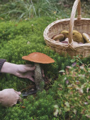 Frau schneidet Leccinum Aurantiacum Pilz im Wald - KNTF06454