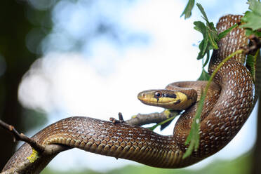 Porträt einer jungen Äskulapnatter (Zamenis longissimus) in den Zweigen eines Baumes - ADSF30892