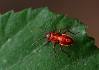 Nahaufnahme von Nymphe der Feuerwanze (Pyrrhocoris apterus) auf einem grünen Blatt - ADSF30893