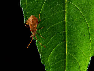 Nahaufnahme einer Dockwanze oder rötlich-braunen Wanze (Coreus marginatus) auf einem grünen Blatt - ADSF30895