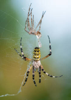 Wespenspinne (Argiope bruennichi), die sich häutet, eine Art der Orbwebspinne - ADSF30897