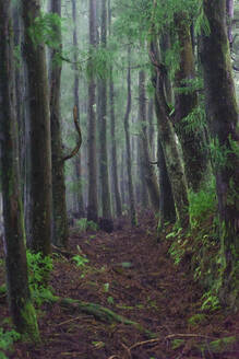 Der Weg in den Wald - AFVF09243