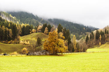 Autumn pasture in Ennstal with forested ridge in background - HHF05775