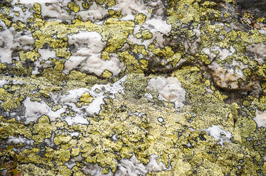 Map lichen (Rhizocarpon geographicum) on rocky surface - HHF05777