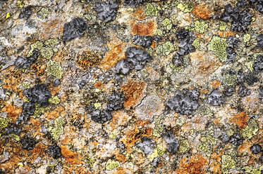 Full frame of lichen covering rocky surface - HHF05778