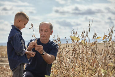 Großvater gibt Sojabohnenschoten an Enkel auf dem Bauernhof an einem sonnigen Tag - ZEDF04260