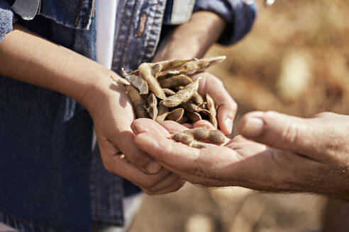 Grandfather and grandson holding soybean pods in hand - ZEDF04263