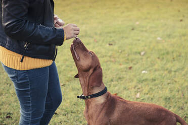 Hund schaut sich das Futter an, das seine Besitzerin im Park hält - MASF25782