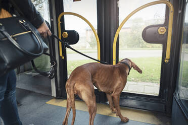 Brauner Hund, der durch eine transparente Tür schaut, während er im Zug reist - MASF25785