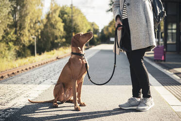 Brown Vizsla dog looking at female owner on railroad station - MASF25792