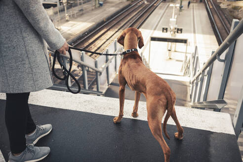 Vizsla-Hund und Frau am Bahnhof - MASF25804