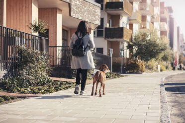 Rear view of woman walking with dog on footpath in city - MASF25816
