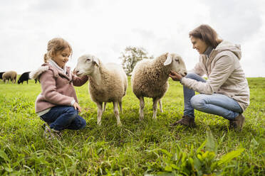 Smiling woman and girl stroking sheep on green grass at farm - DIGF16559