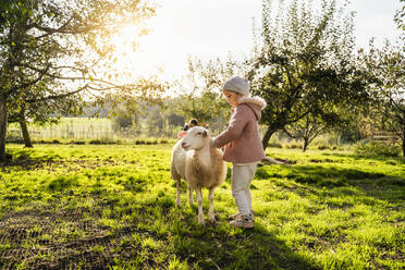 Cute girl stroking sheep in farm - DIGF16569