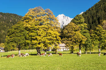 Österreich, Steiermark, Ramsau am Dachstein, Rinder auf einer Herbstweide - HHF05780