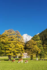 Österreich, Steiermark, Ramsau am Dachstein, Rinder auf einer Herbstweide - HHF05781