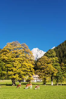 Österreich, Steiermark, Ramsau am Dachstein, Rinder auf einer Herbstweide - HHF05781