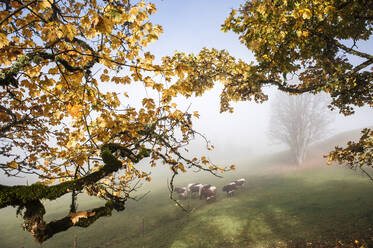 Rinder grasen auf einer nebligen Herbstweide - HHF05784