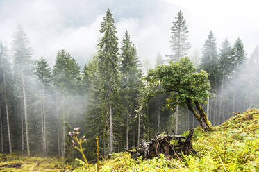 Herbstnebel schwebt über dem Wald im Ennstal - HHF05785