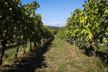 Vast green vineyard in sunlight - GIOF13773