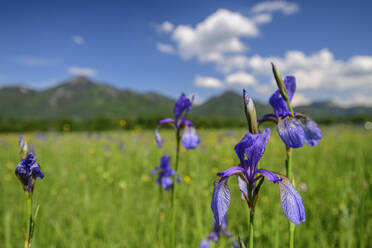 Landschaftliche Ansicht von violetten Schwertlilien in einem Feld an einem sonnigen Tag - ANSF00001