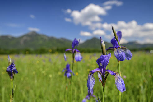 Landschaftliche Ansicht von violetten Schwertlilien in einem Feld an einem sonnigen Tag - ANSF00001