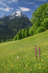 Blumen im Nationalpark Berchtesgaden mit dem Watzmann im Hintergrund - ANSF00012