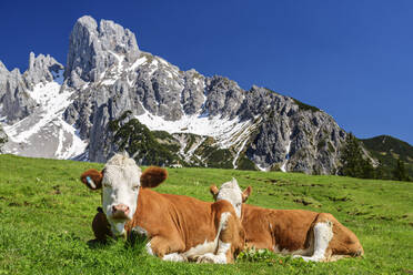 Brown cows sitting on green landscape with Bishops Hat Mountain in background - ANSF00034