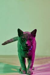 Porträt einer grauen Katze, beleuchtet von grünem und violettem Licht - ZEDF04272