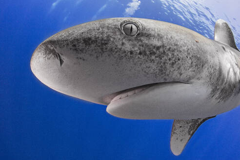 Bahamas, Cat Island, Ozeanischer Weißspitzen-Hochseehai (Carcharhinus longimanus) - ISF25315