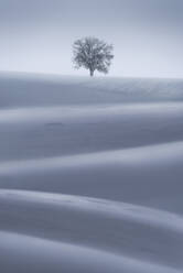 Scenery Blick auf trockene Baum wächst auf schneebedeckten Land mit Hängen unter hellem Himmel am Wintertag in der Landschaft - ADSF31088
