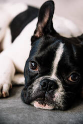 Kleine französische Bulldogge liegt auf einem Sofa auf einer weißen Decke und schaut in die Kamera - ADSF31108